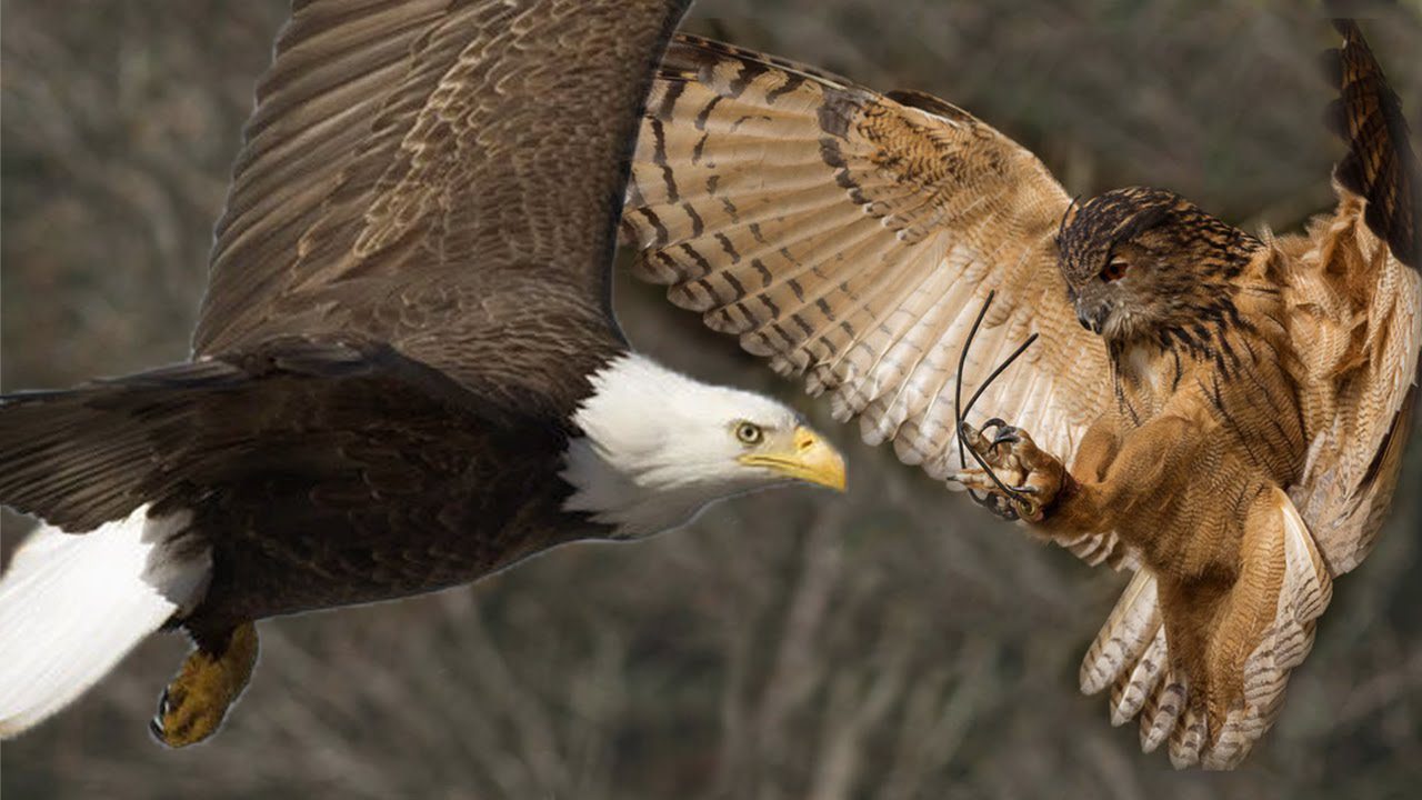 Bald Eagle vs. Great Horned Owl: The Battle of the Birds of Prey - The ...