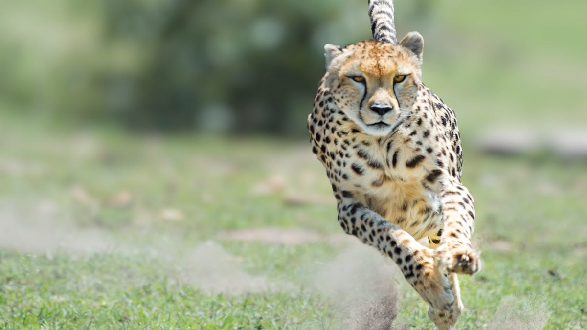 Cheetah vs. Peregrine Falcon: Which is the Fastest Predator? - The ...